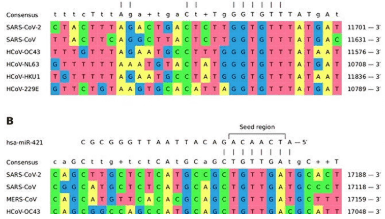 俄罗斯科学家发现抑制所有冠状病毒的生物分子 1 俄罗斯科学家发现抑制所有冠状病毒的生物分子