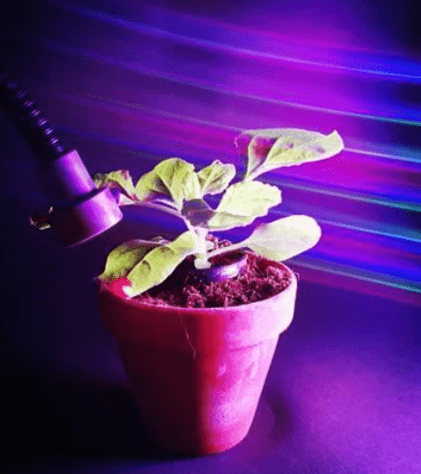 科学家开发植物光控系统揭示了光能控制植物生长 1 科学家开发植物光控系统揭示了光能控制植物生长