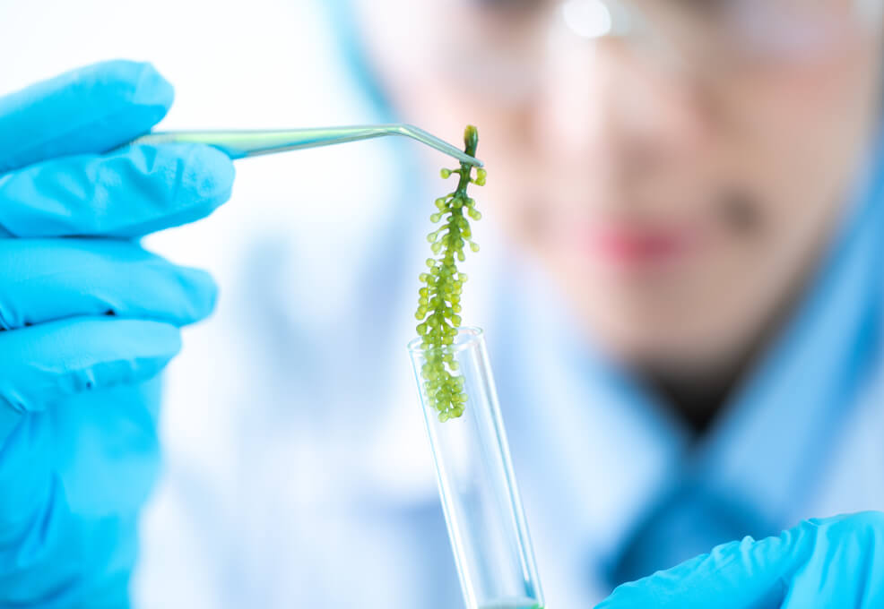 微藻生物固碳减排技术与循环经济