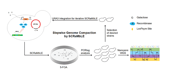 深圳先进院等开发出一种人工基因组的高效简化策略 1 图1.SGC(SCRaMbLE-based genome compaction)基因组简化方法