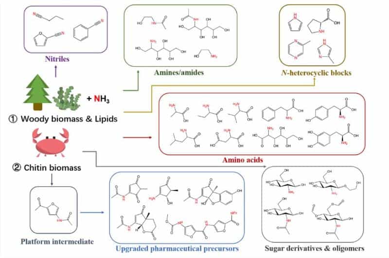 拓展生物质炼制的边界:制备可再生含氮化学品 3 %E5%9B%BE2%20%E7%94%9F%E7%89%A9%E8%B4%A8%E7%82%BC%E5%88%B6%E5%90%AB%E6%B0%AE%E5%8C%96%E5%AD%A6%E5%93%81%E7%9A%84%E4%B8%A4%E7%A7%8D%E4%B8%BB%E8%A6%81%E7%AD%96%E7%95%A5