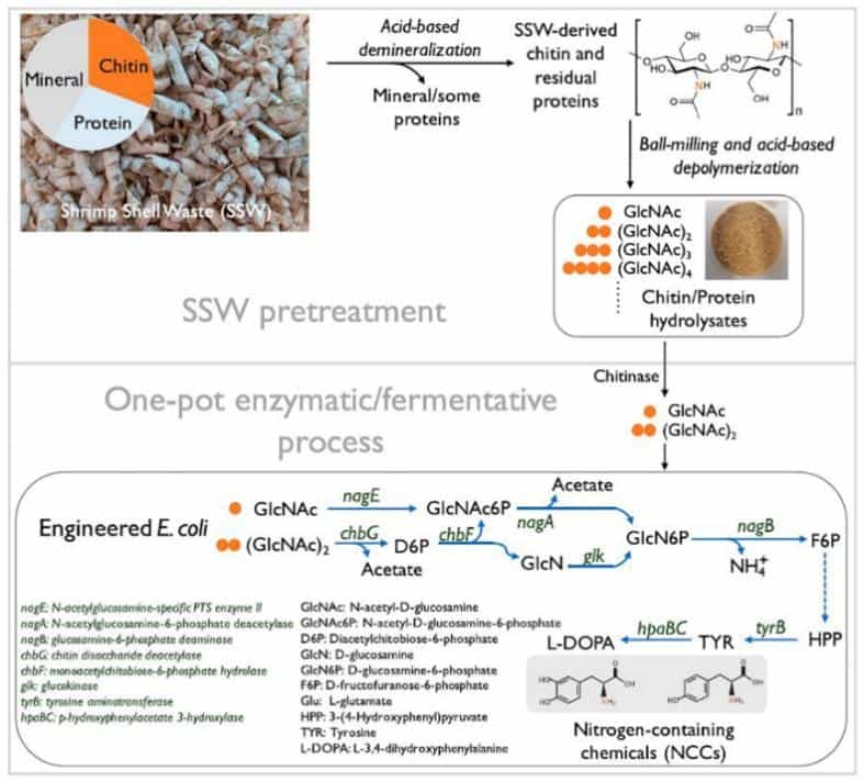 拓展生物质炼制的边界:制备可再生含氮化学品 6 %E5%9B%BE5%20%E7%94%9F%E7%89%A9%E4%B8%8E%E5%8C%96%E5%AD%A6%E6%96%B9%E6%B3%95%E7%BB%93%E5%90%88%E8%BD%AC%E5%8C%96%E5%BA%9F%E5%BC%83%E8%99%BE%E5%A3%B3%E4%B8%AD%E7%9A%84%E7%94%B2%E5%A3%B3%E7%B4%A0%E7%94%9F%E7%89%A9%E8%B4%A8%E5%88%B6%E5%A4%87%E9%85%AA%E6%B0%A8%E9%85%B8%E5%92%8CL DOPA