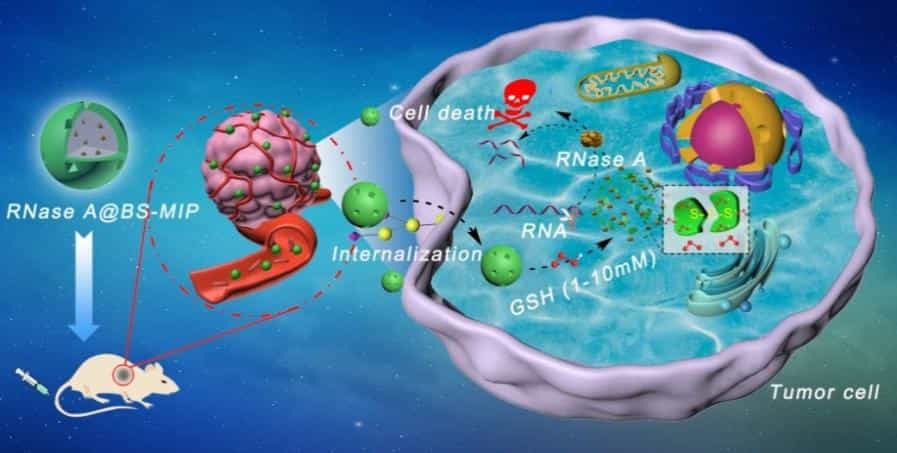 基于纳米分子印迹聚合物的蛋白药物递送系统
