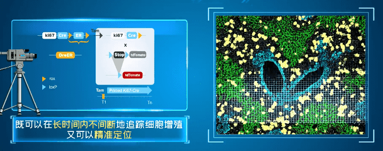 中国科学院研究人员开发出捕捉细胞增殖的“录像机”,首次实现活体检测细胞增殖 1 中国科学院研究人员开发出捕捉细胞增殖的“录像机”,首次实现活体检测细胞增殖