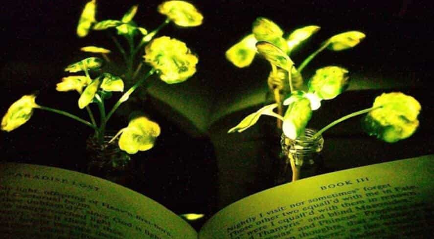 植物照明新突破:MIT工程师制造新一代发光植物发光亮度增强10倍或取代电灯 1 植物照明新突破:MIT工程师制造新一代发光植物发光亮度增强10倍或取代电灯The Next Generation of Nanobionic Light-Emitting Plants
