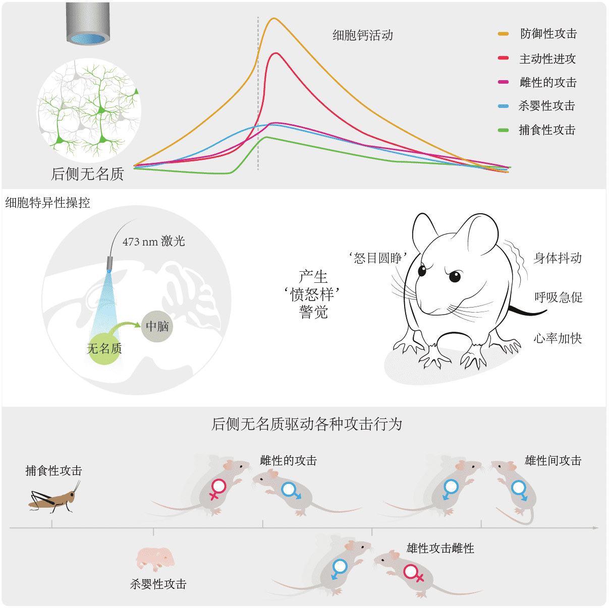 浙大团队找到大脑控制“愤怒”与“攻击”的开关