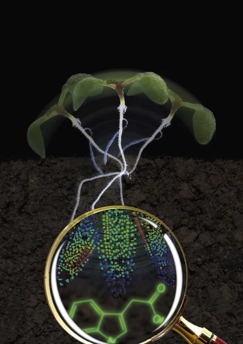 生物传感器打开观察植物内部运作新视角
