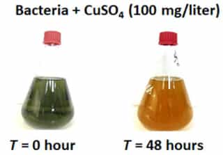 研究人员展示耐铜菌如何将硫酸铜离子转化为零价Cu(金属铜) 1 研究人员展示耐铜菌如何将硫酸铜离子转化为零价Cu(金属铜)