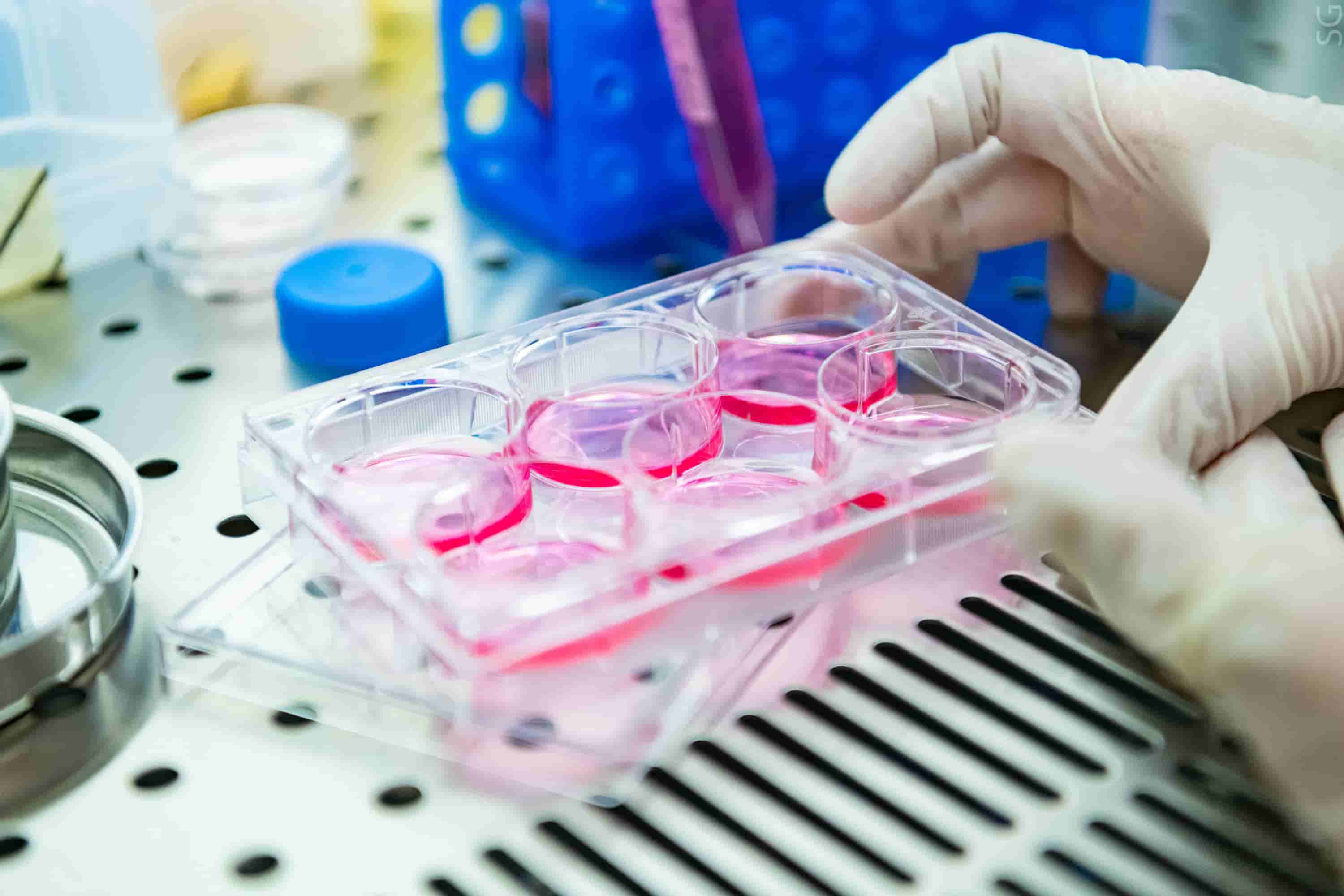 科学家们提出了一种研究活细胞“骨架”的新方法 1 科学家们提出了一种研究活细胞“骨架”的新方法