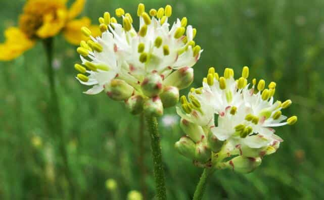 科学家发现一种新肉食类植物 字节点击