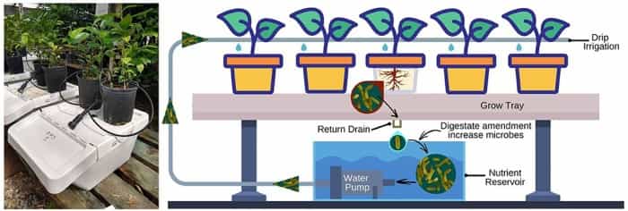 科学家将厨余垃圾转化为增菌液态肥