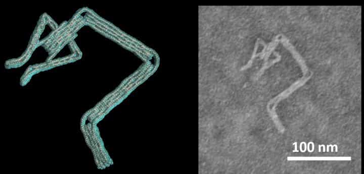 科学家开发新型软件在几分钟内就可设计出DNA机器人 1 科学家开发新型软件在几分钟内就可设计出DNA机器人