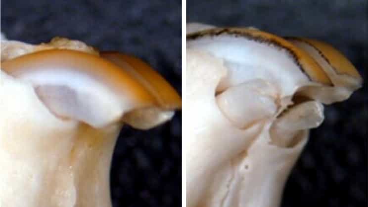 科学家新研究使牙齿再生成为可能