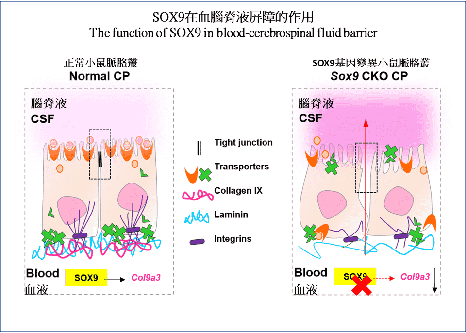 香港中文大学新研究为治疗神经系统疾病带来新方向 1 香港中文大学新研究为治疗神经系统疾病带来新方向