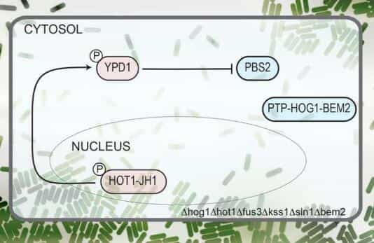 MIT工程师设计首个合成生物学电路可在几秒钟内做出反应 2 MIT工程师设计首个合成生物学电路可在几秒钟内做出反应