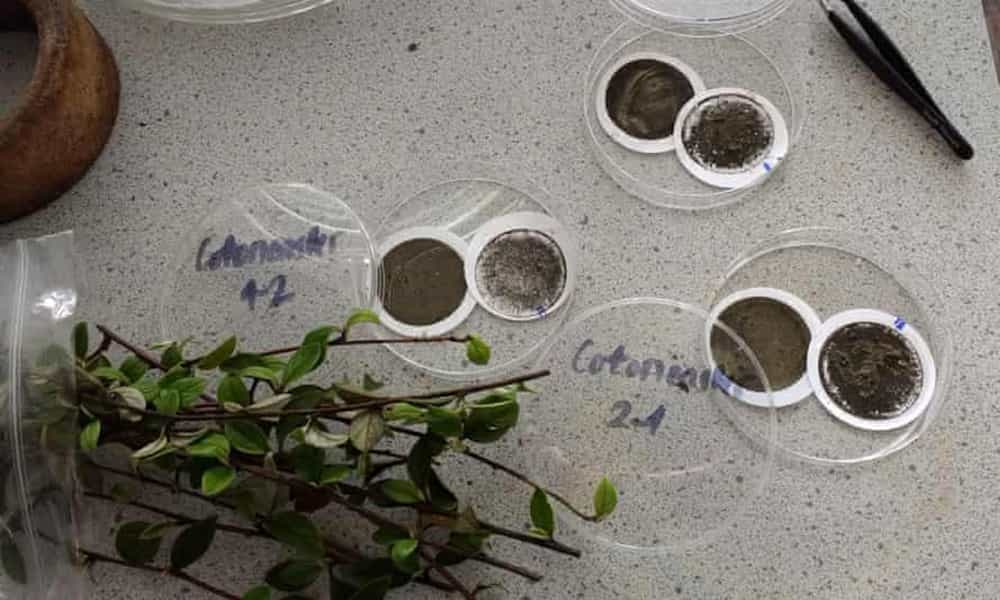 这种 "超级植物 "最擅长吸收路边的空气污染