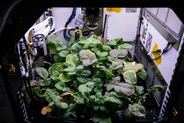 成为 "星际物种":人类需要找到在外太空环境可持续生产食物的方法 2 成为 "星际物种":人类需要找到在外太空环境可持续种植食物的方法