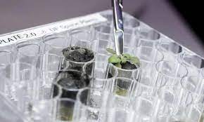 月壤中首次成功培育出植物