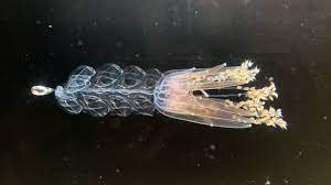 水母游泳方式启发水下航行器设计 1 水母游泳方式启发水下航行器设计