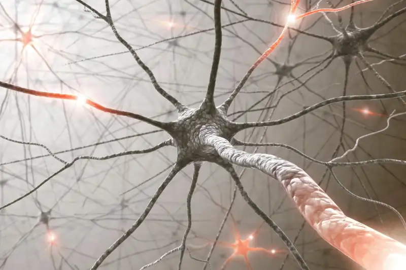 生物相容性材料制成新人工神经细胞有望用于修复心脏或眼睛等器官 1 生物相容性材料制成新人工神经细胞有望用于修复心脏或眼睛等器官
