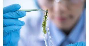美国能源部宣布斥资1.78亿美元推进生物能源技术