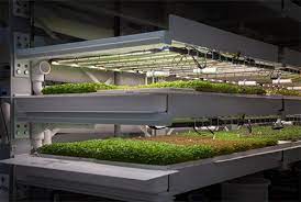 Upward Farms将建立世界最大的垂直农场为当地供应新鲜蔬菜 1 Upward Farms将建立世界最大的垂直农场为当地供应新鲜蔬菜